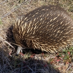 Tachyglossus aculeatus (Short-beaked Echidna) at Belconnen, ACT - 31 Jul 2023 by Steve_Bok