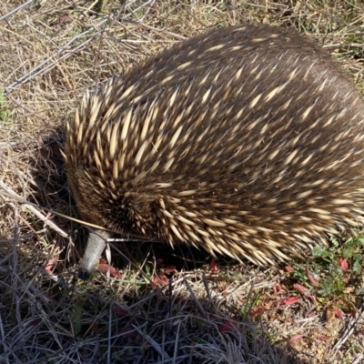 Tachyglossus aculeatus (Short-beaked Echidna) at Belconnen, ACT - 31 Jul 2023 by SteveBorkowskis