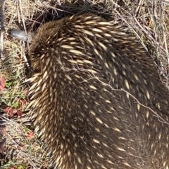 Tachyglossus aculeatus at Belconnen, ACT - 31 Jul 2023 12:56 PM