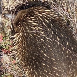 Tachyglossus aculeatus at Belconnen, ACT - 31 Jul 2023