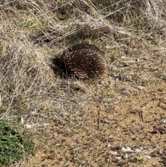 Tachyglossus aculeatus at Belconnen, ACT - 31 Jul 2023 12:56 PM