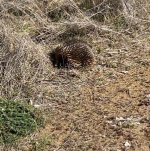 Tachyglossus aculeatus at Belconnen, ACT - 31 Jul 2023