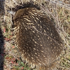 Tachyglossus aculeatus at Belconnen, ACT - 31 Jul 2023 12:56 PM