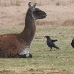 Corvus coronoides (Australian Raven) at Lions Youth Haven - Westwood Farm A.C.T. - 28 Jul 2023 by HelenCross