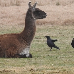 Corvus coronoides at Kambah, ACT - 29 Jul 2023