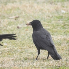 Corvus coronoides at Kambah, ACT - 29 Jul 2023 09:22 AM