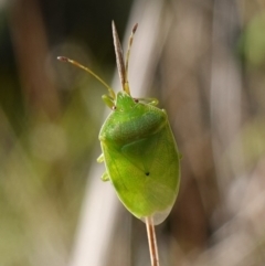 Stauralia sp. (genus) (False stink bug) at Rendezvous Creek, ACT - 10 May 2023 by RobG1