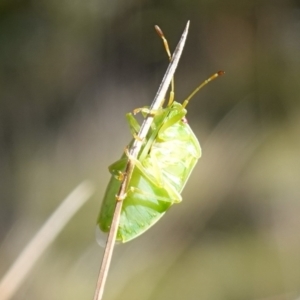 Stauralia sp. (genus) at Rendezvous Creek, ACT - 10 May 2023