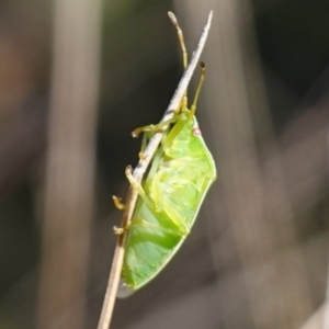 Stauralia sp. (genus) at Rendezvous Creek, ACT - 10 May 2023