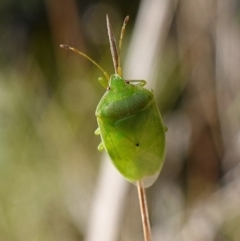 Stauralia sp. (genus) at Rendezvous Creek, ACT - 10 May 2023