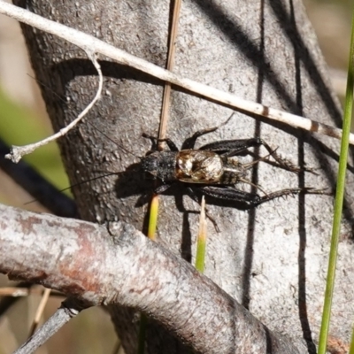 Bobilla sp. (genus) (A Small field cricket) at Rendezvous Creek, ACT - 10 May 2023 by RobG1