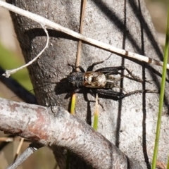 Bobilla sp. (genus) (A Small field cricket) at Rendezvous Creek, ACT - 10 May 2023 by RobG1
