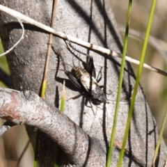 Bobilla sp. (genus) at Rendezvous Creek, ACT - 10 May 2023