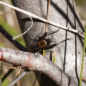 Bobilla sp. (genus) at Rendezvous Creek, ACT - 10 May 2023