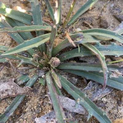 Plantago coronopus (Buck's-Horn Plantain) at Goulburn, NSW - 27 Jul 2023 by JT1997