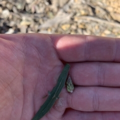 Plantago coronopus at suppressed - 27 Jul 2023