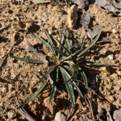 Plantago coronopus at Goulburn, NSW - suppressed