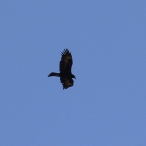 Aquila audax at Kambah, ACT - 31 Jul 2023 01:04 PM