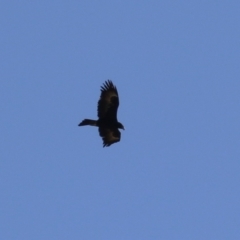 Aquila audax (Wedge-tailed Eagle) at Cooleman Ridge - 31 Jul 2023 by RodDeb