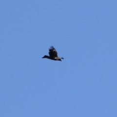 Aquila audax at Kambah, ACT - 31 Jul 2023 01:04 PM