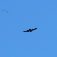 Aquila audax at Kambah, ACT - 31 Jul 2023 01:04 PM