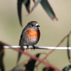 Petroica boodang (Scarlet Robin) at Cooleman Ridge - 31 Jul 2023 by RodDeb