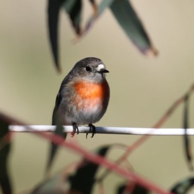 Petroica boodang (Scarlet Robin) at Cooleman Ridge - 31 Jul 2023 by RodDeb