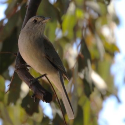 Colluricincla harmonica (Grey Shrikethrush) at Cooleman Ridge - 31 Jul 2023 by RodDeb