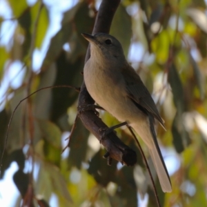 Colluricincla harmonica at Kambah, ACT - 31 Jul 2023 12:24 PM