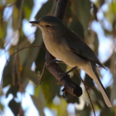 Colluricincla harmonica at Kambah, ACT - 31 Jul 2023 12:24 PM