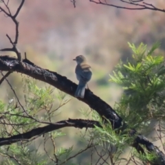 Colluricincla harmonica at Kambah, ACT - 31 Jul 2023 12:24 PM