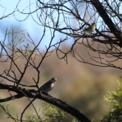 Colluricincla harmonica at Kambah, ACT - 31 Jul 2023 12:24 PM