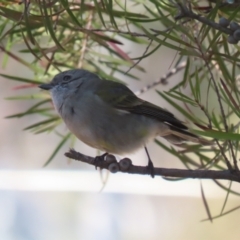 Pachycephala pectoralis (Golden Whistler) at Cooleman Ridge - 31 Jul 2023 by RodDeb