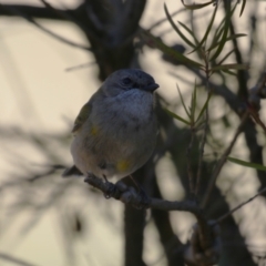 Pachycephala pectoralis at Kambah, ACT - 31 Jul 2023