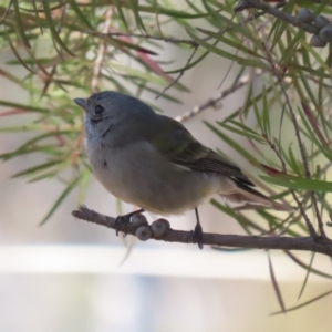 Pachycephala pectoralis at Kambah, ACT - 31 Jul 2023