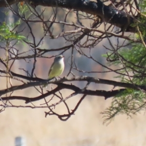 Pachycephala pectoralis at Kambah, ACT - 31 Jul 2023