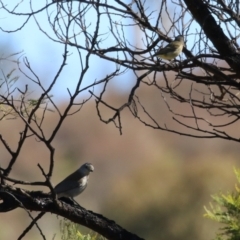 Pachycephala pectoralis at Kambah, ACT - 31 Jul 2023