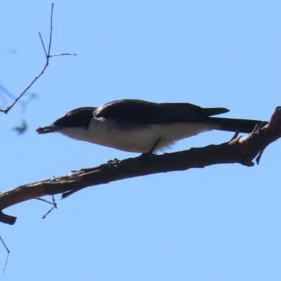 Myiagra inquieta (Restless Flycatcher) at Cooleman Ridge - 31 Jul 2023 by RodDeb