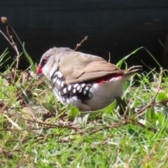 Stagonopleura guttata (Diamond Firetail) at Kambah, ACT - 31 Jul 2023 by RodDeb