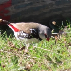 Stagonopleura guttata at Kambah, ACT - 31 Jul 2023