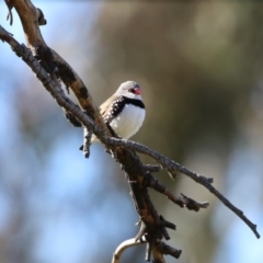 Stagonopleura guttata at Kambah, ACT - suppressed