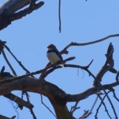 Stagonopleura guttata at Kambah, ACT - suppressed