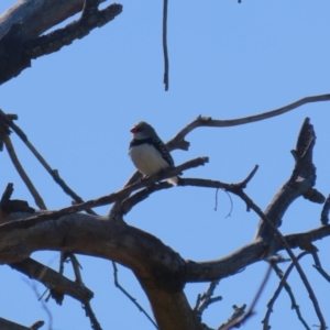 Stagonopleura guttata at Kambah, ACT - suppressed