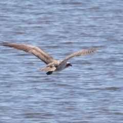 Pandion haliaetus (Osprey) at Cleveland, QLD - 30 Jul 2023 by TimL