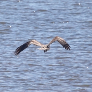 Pandion haliaetus at Cleveland, QLD - suppressed