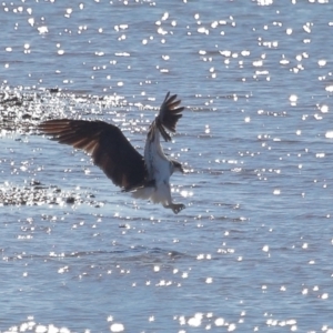 Pandion haliaetus at Cleveland, QLD - suppressed