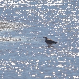 Pandion haliaetus at Cleveland, QLD - suppressed