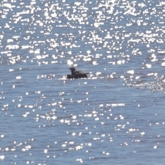 Pandion haliaetus at Cleveland, QLD - suppressed