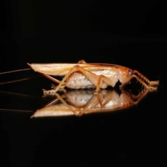 Unverified Katydid (Tettigoniidae) by TimL