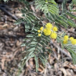 Acacia dealbata subsp. dealbata at Tinderry, NSW - 31 Jul 2023